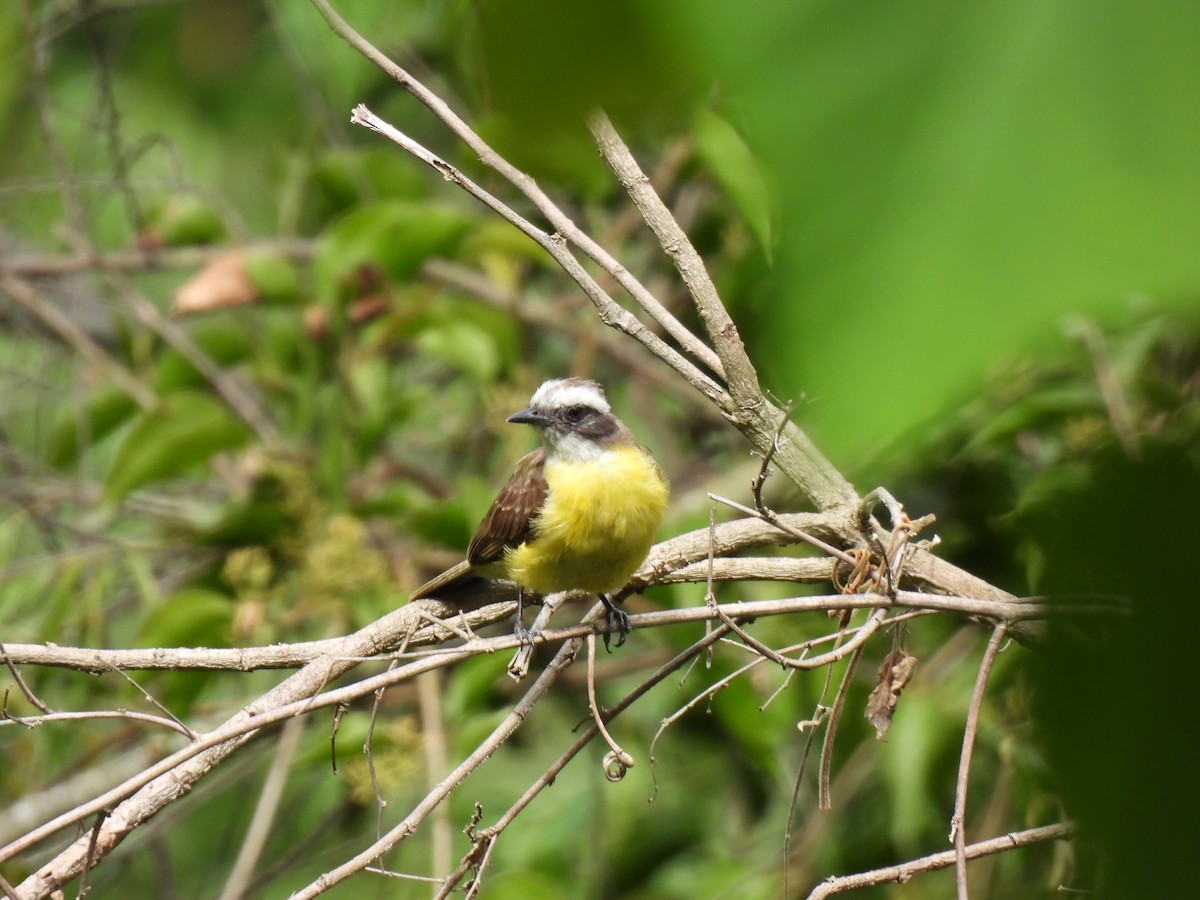 Social Flycatcher - ML639565850