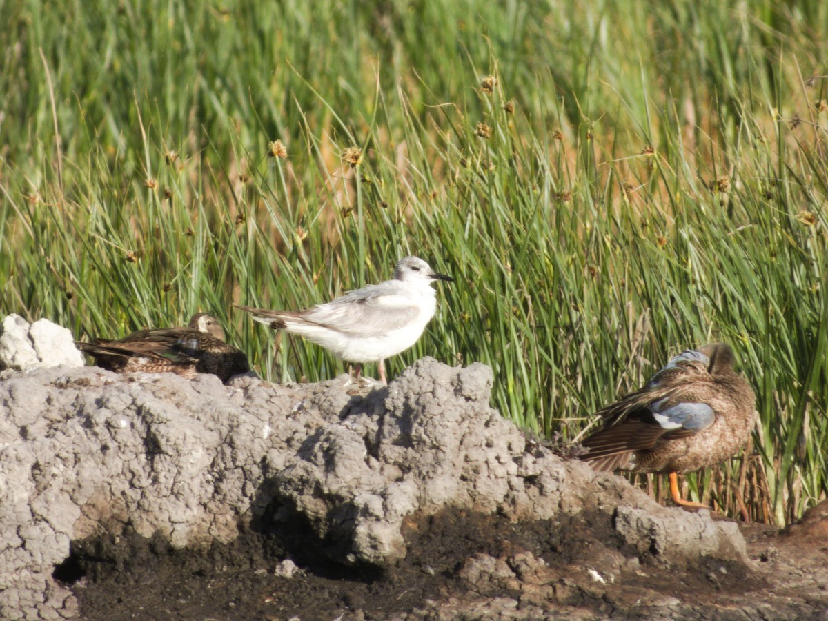 Bonaparte's Gull - ML639565857