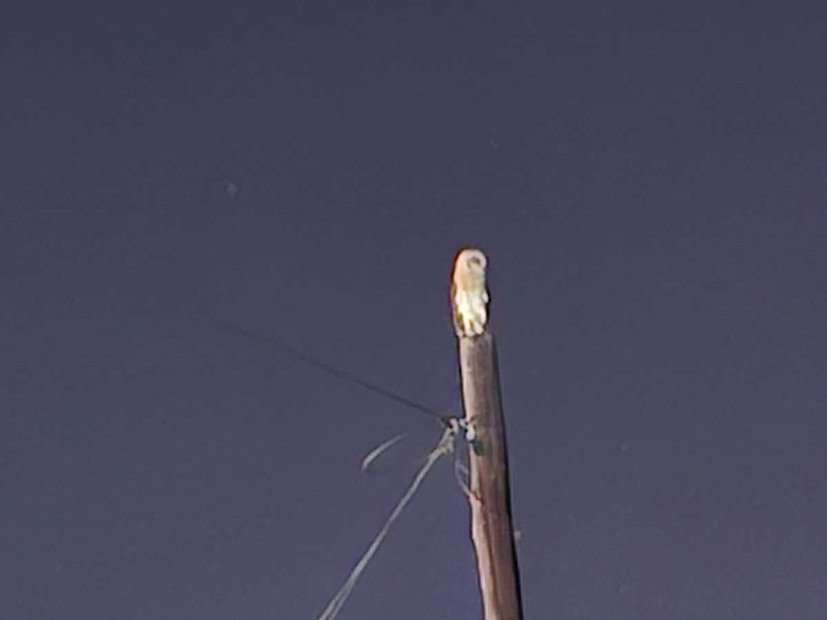 Hontz zuri eurasiarra - ML639565878