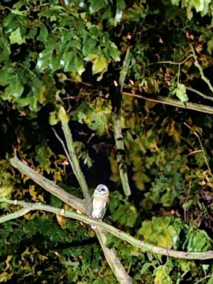 Hontz zuri eurasiarra - ML639565879