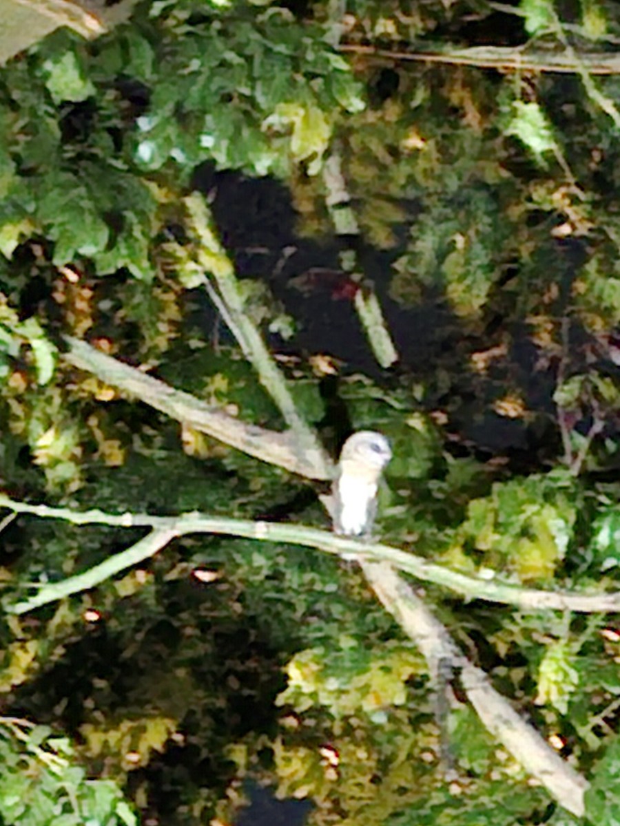 Hontz zuri eurasiarra - ML639565880