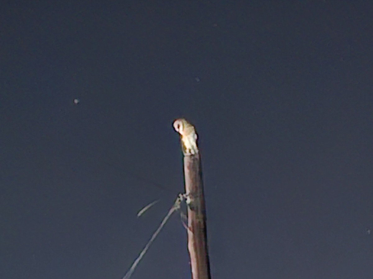 Hontz zuri eurasiarra - ML639565882