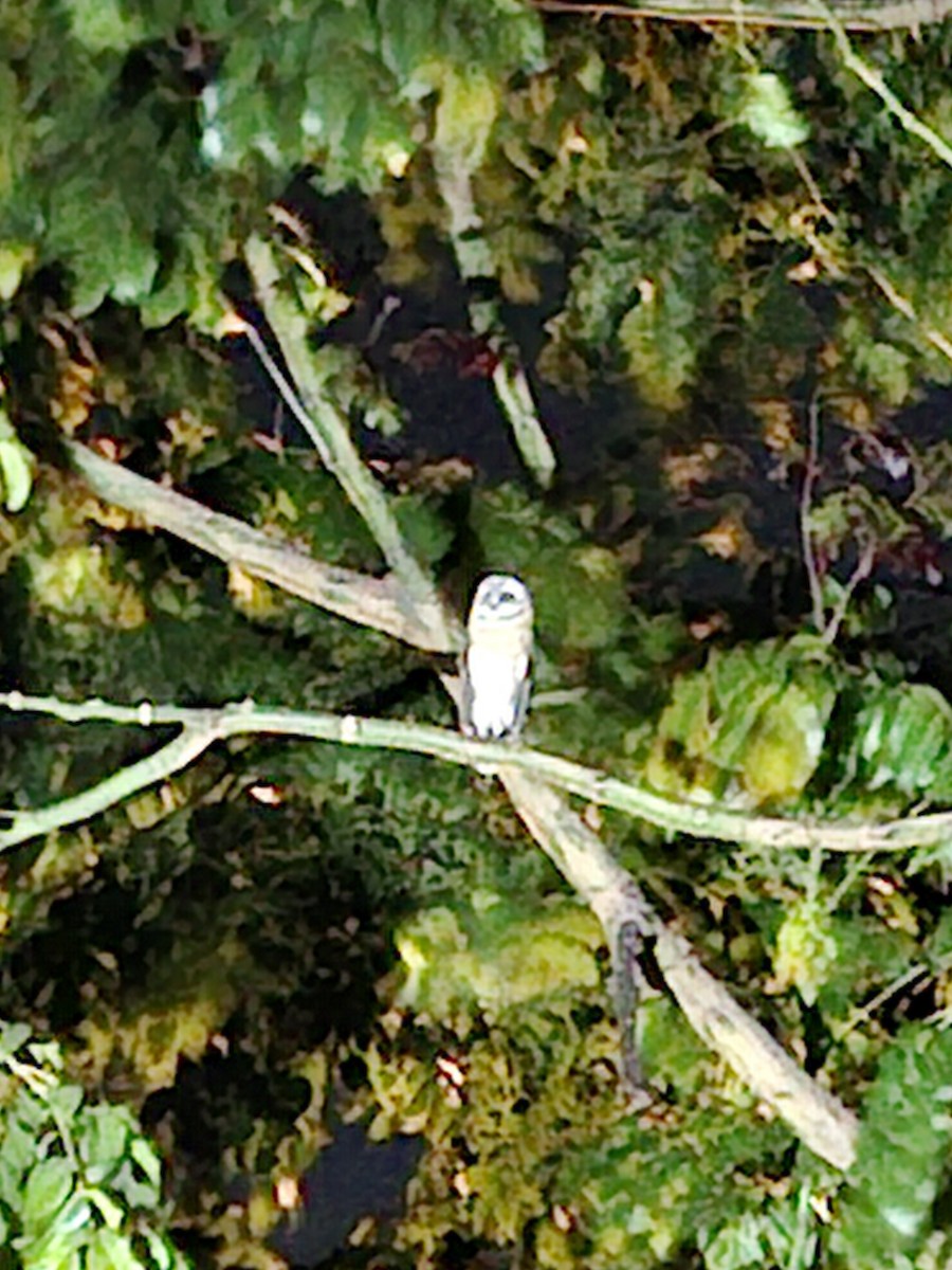 Hontz zuri eurasiarra - ML639565884