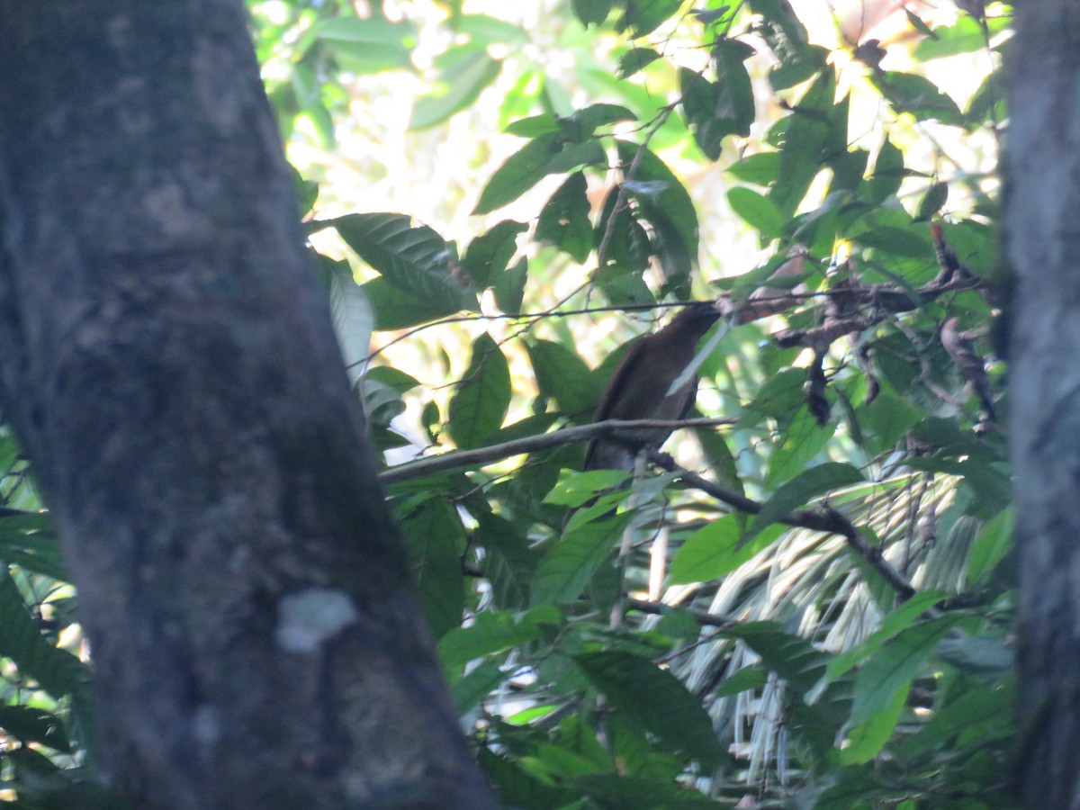 Hauxwell's Thrush - ML639565913