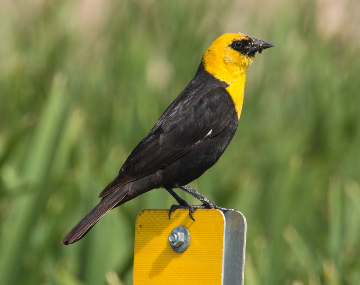 Yellow-headed Blackbird - ML639565961