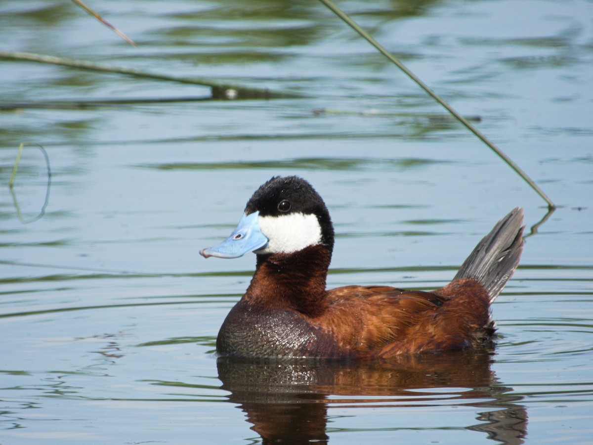 Ruddy Duck - ML639565979