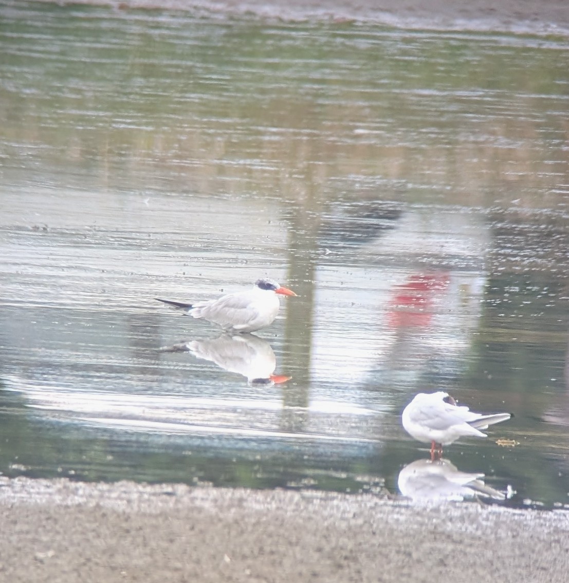 Морин хараалай - ML639566150