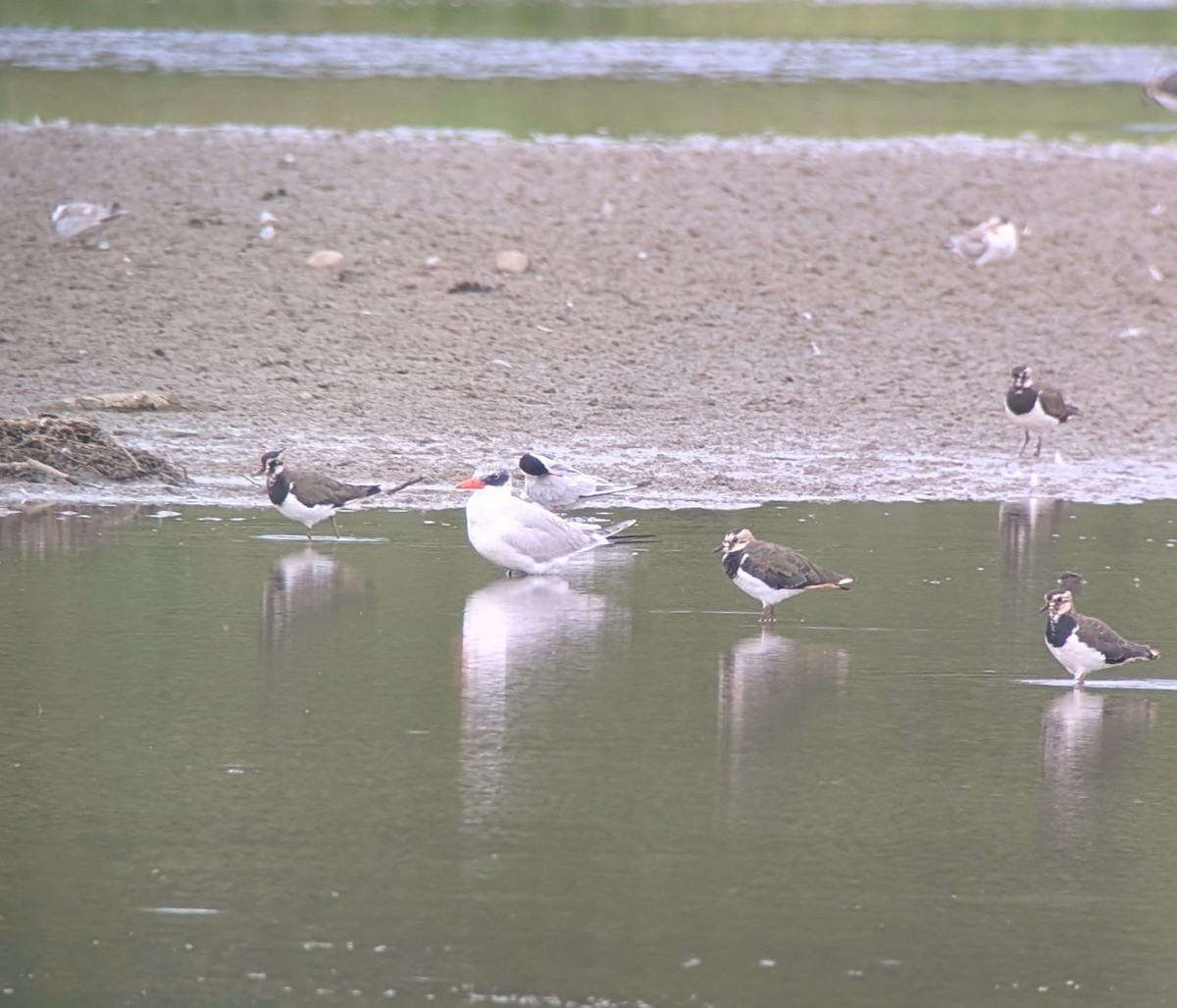 Морин хараалай - ML639566151