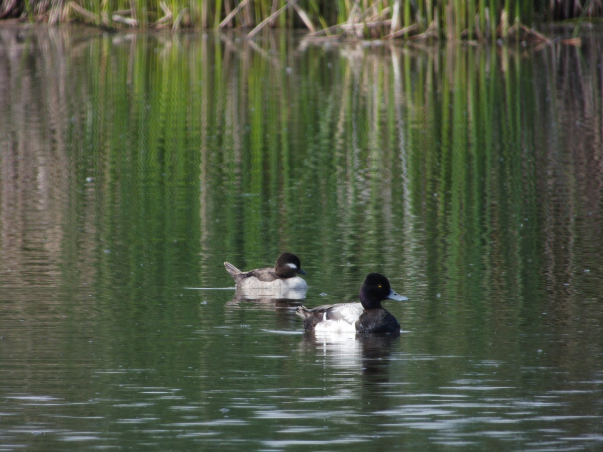 Lesser Scaup - ML639566174