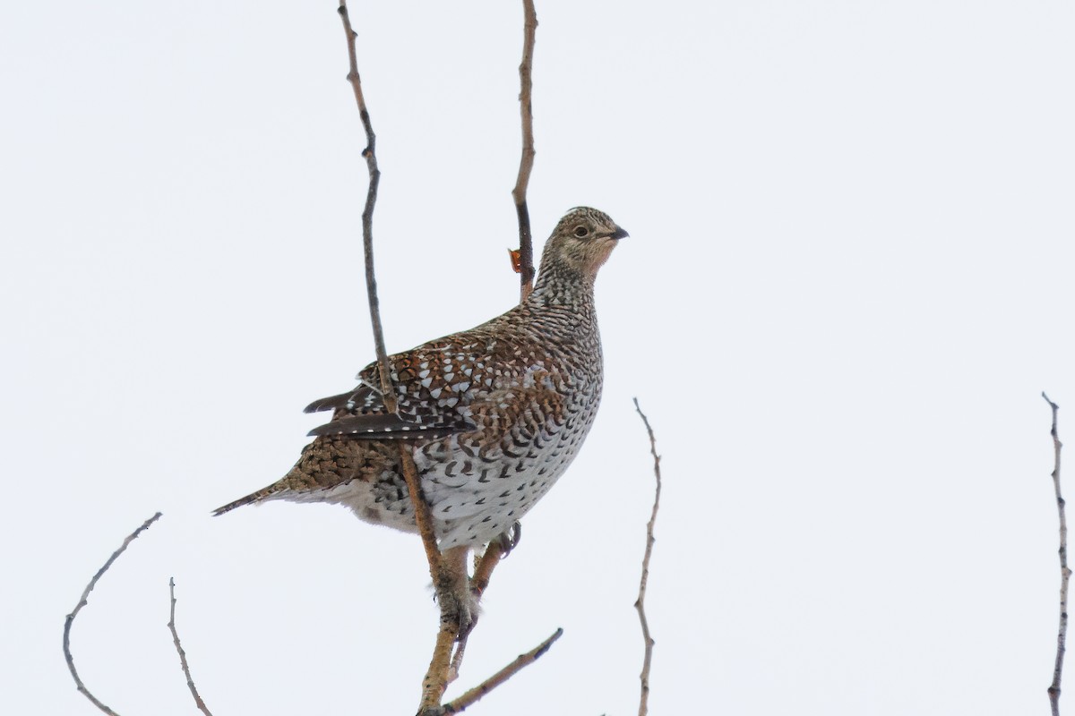 Sharp-tailed Grouse - ML639566414