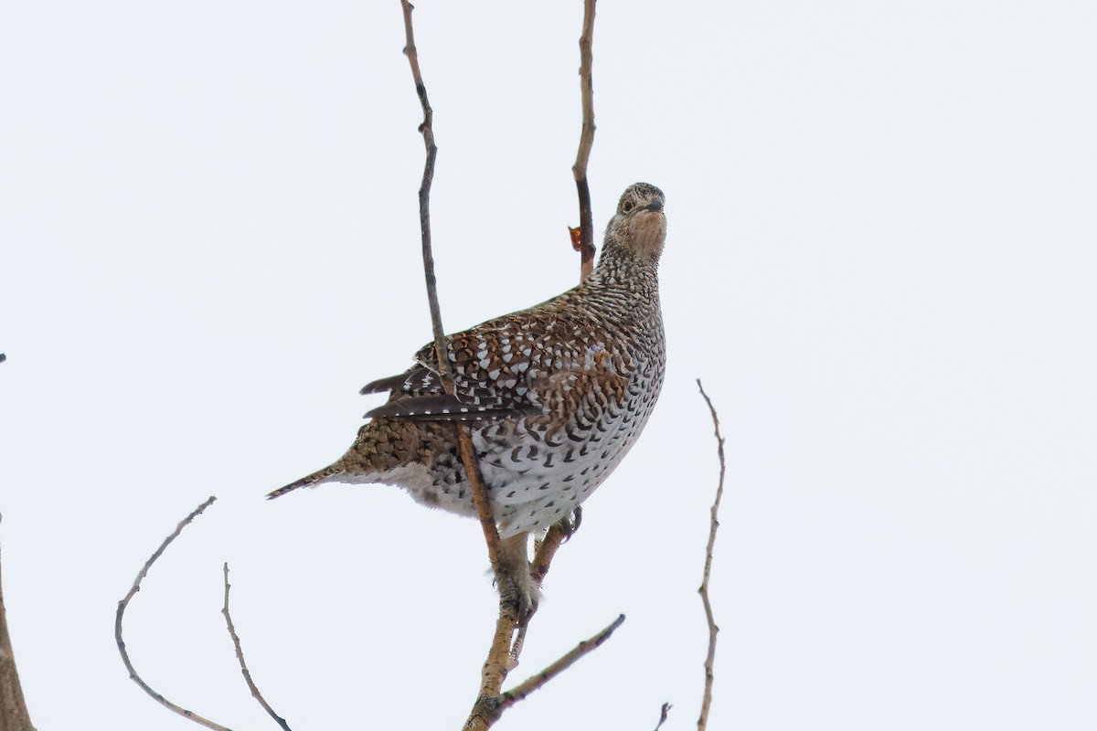 Sharp-tailed Grouse - ML639566415