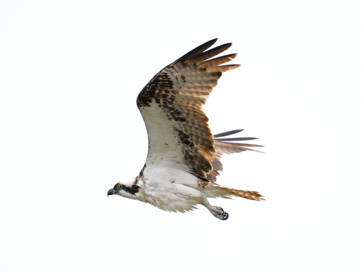 Águila Pescadora - ML639566436