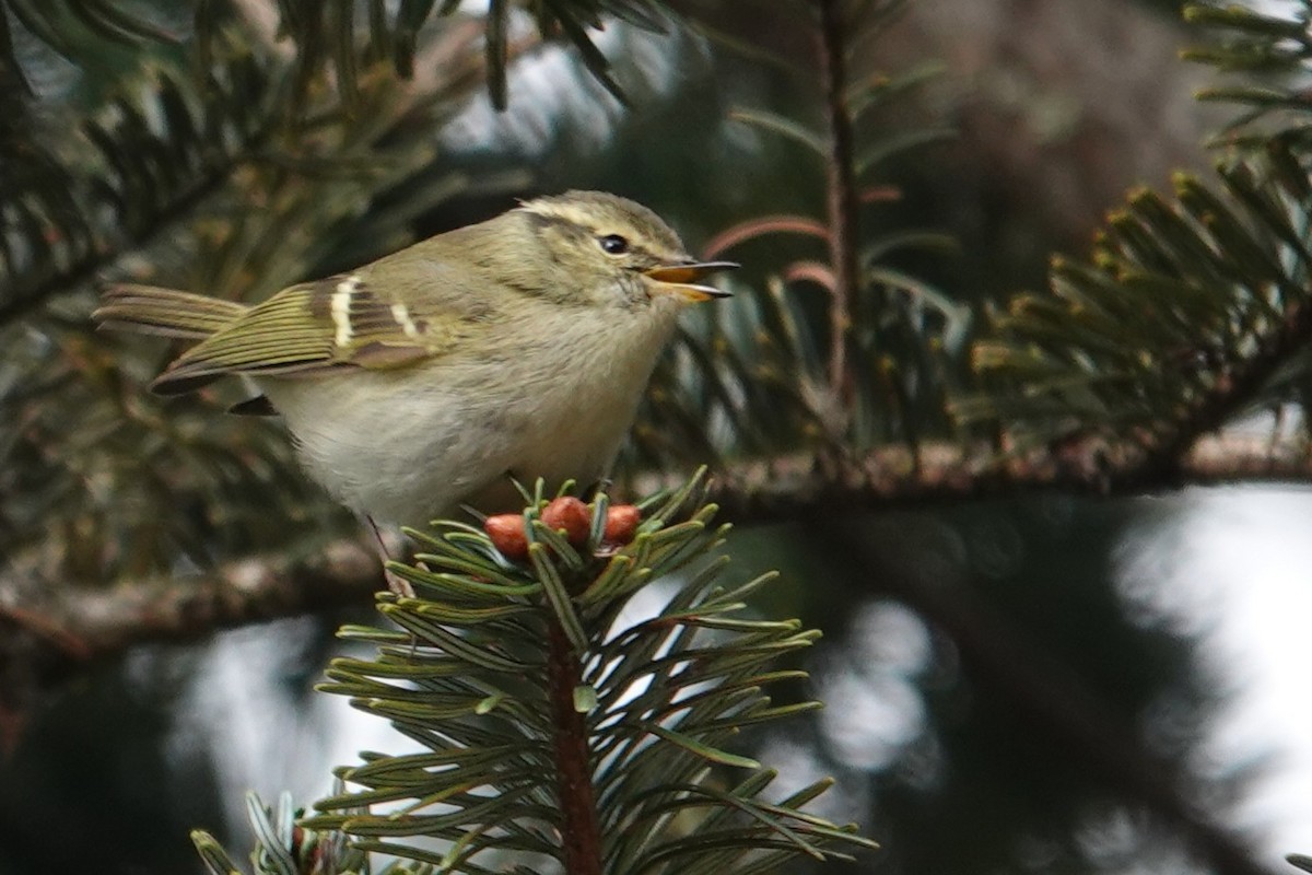 Hume's Bush Warbler - ML639566517