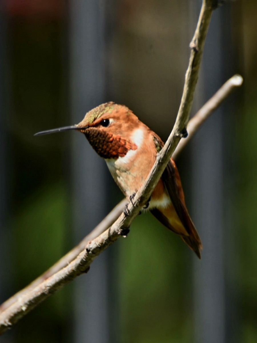 Rufous Hummingbird - ML639566569
