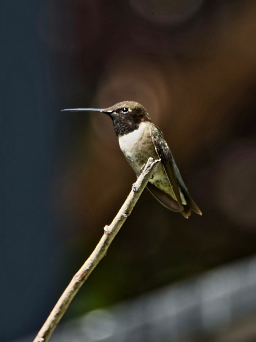 Black-chinned Hummingbird - ML639566578
