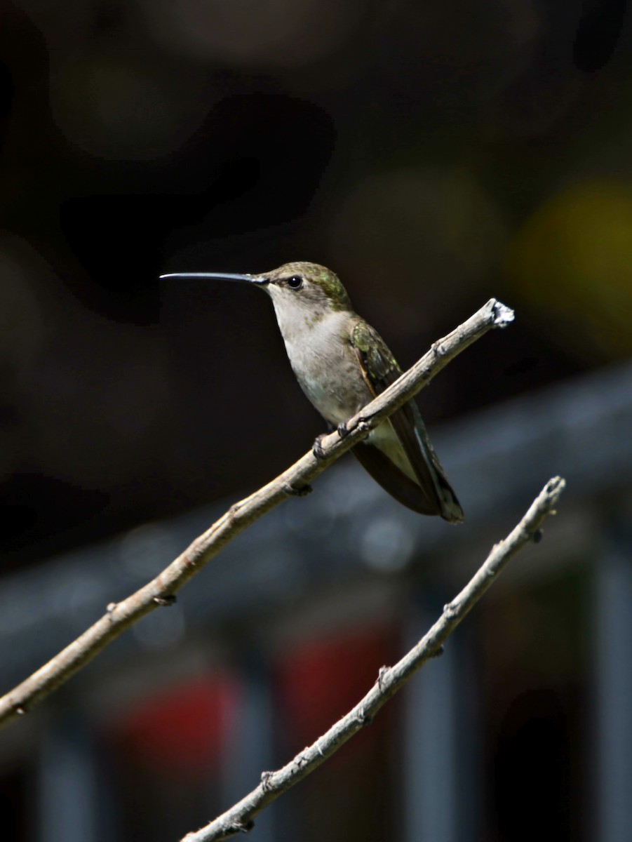 Black-chinned Hummingbird - ML639566579