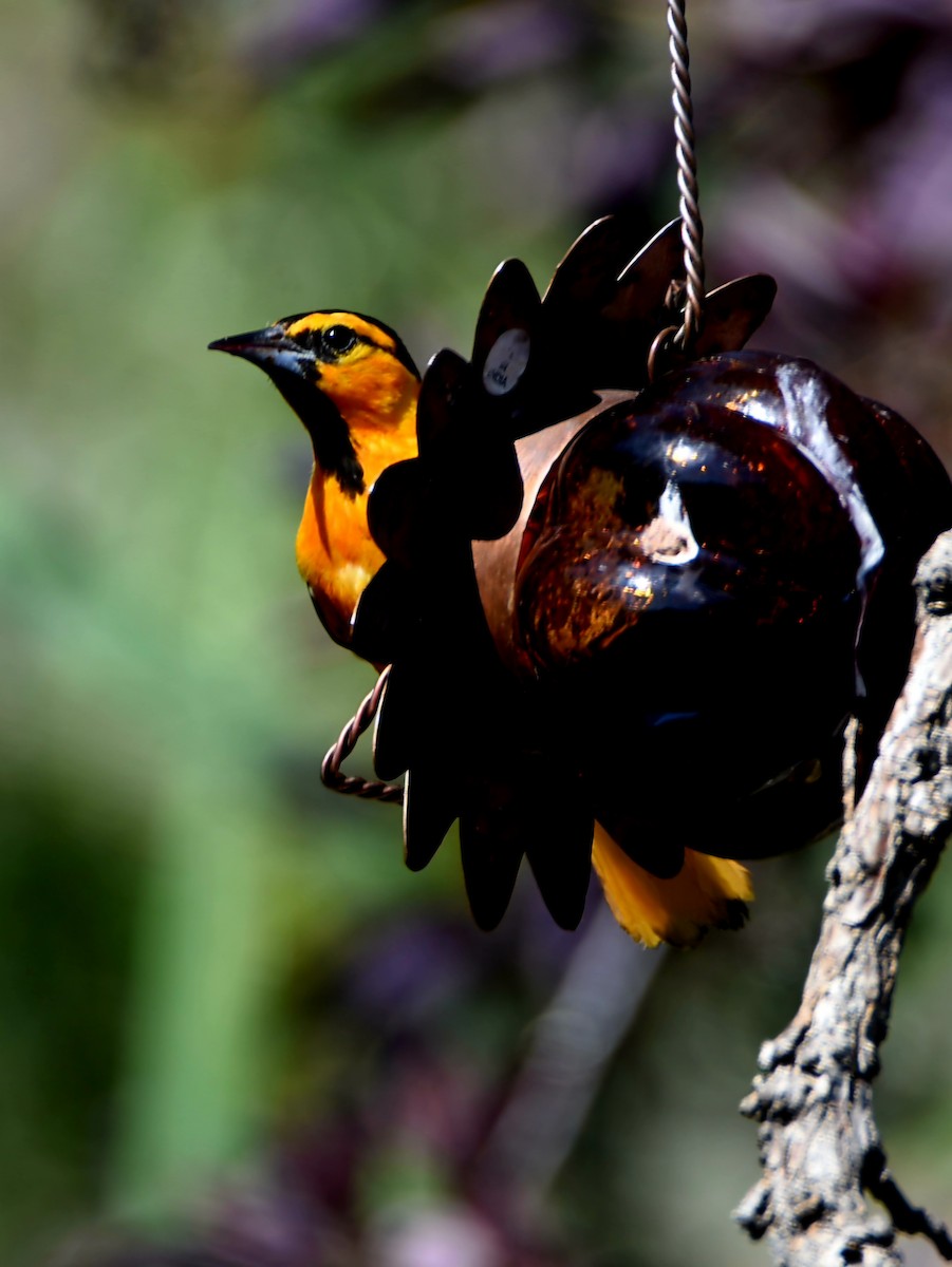 Bullock's Oriole - ML639566592