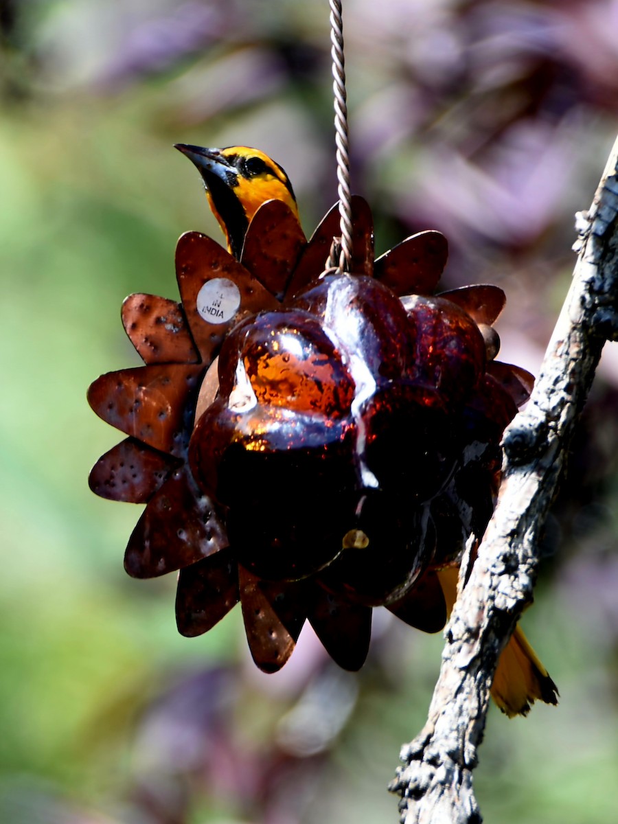Bullock's Oriole - ML639566593