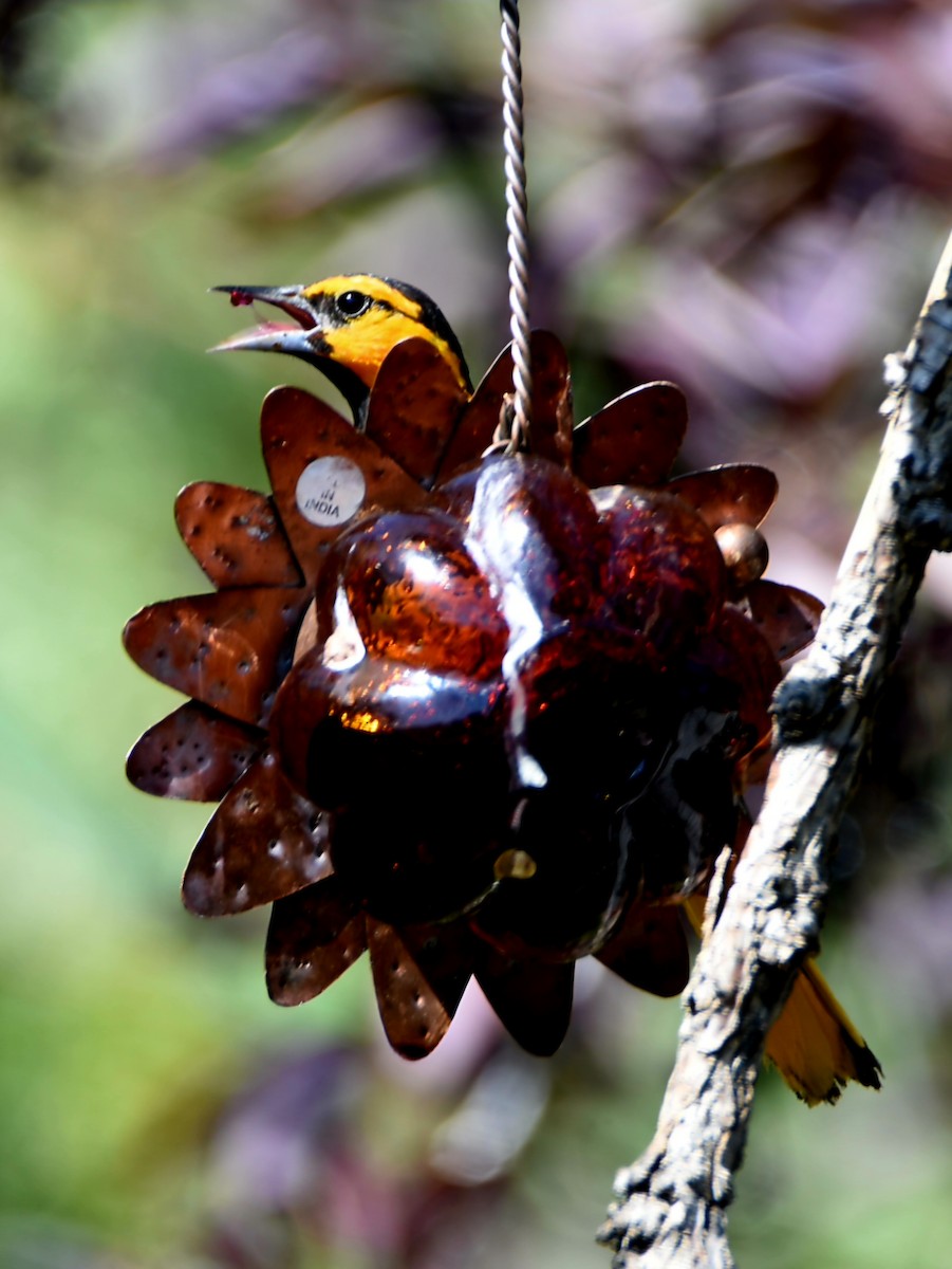 Bullock's Oriole - ML639566594