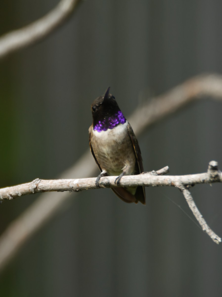 Black-chinned Hummingbird - ML639566615