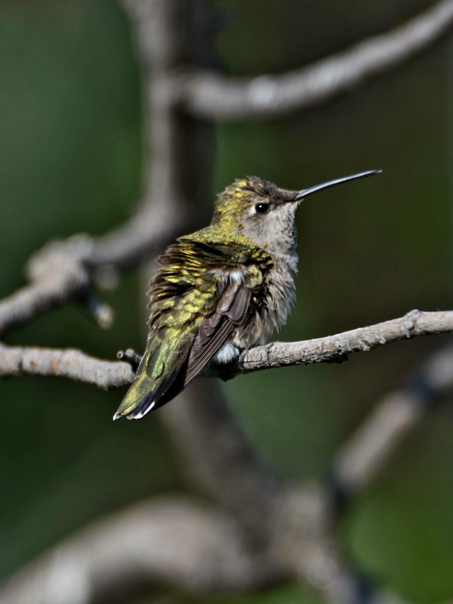 Black-chinned Hummingbird - ML639566617