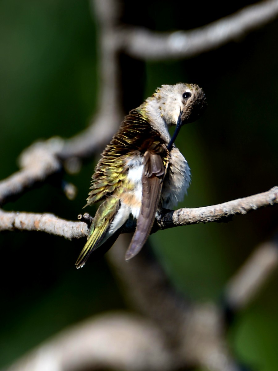 Black-chinned Hummingbird - ML639566619