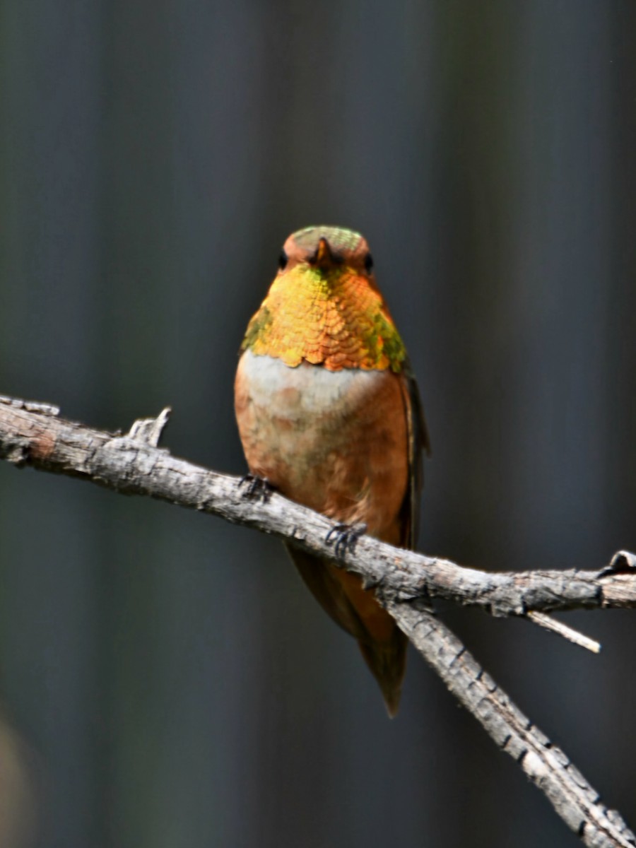 Rufous Hummingbird - ML639566620