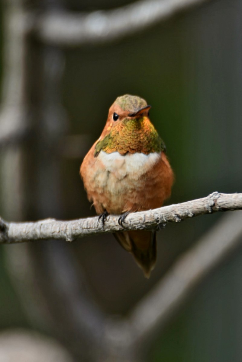 Rufous Hummingbird - ML639566621