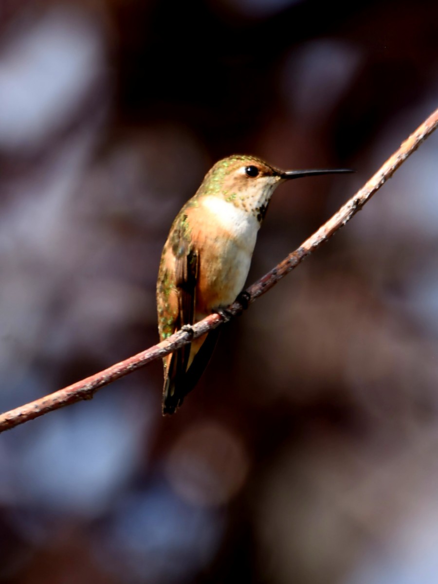 Rufous Hummingbird - ML639566622