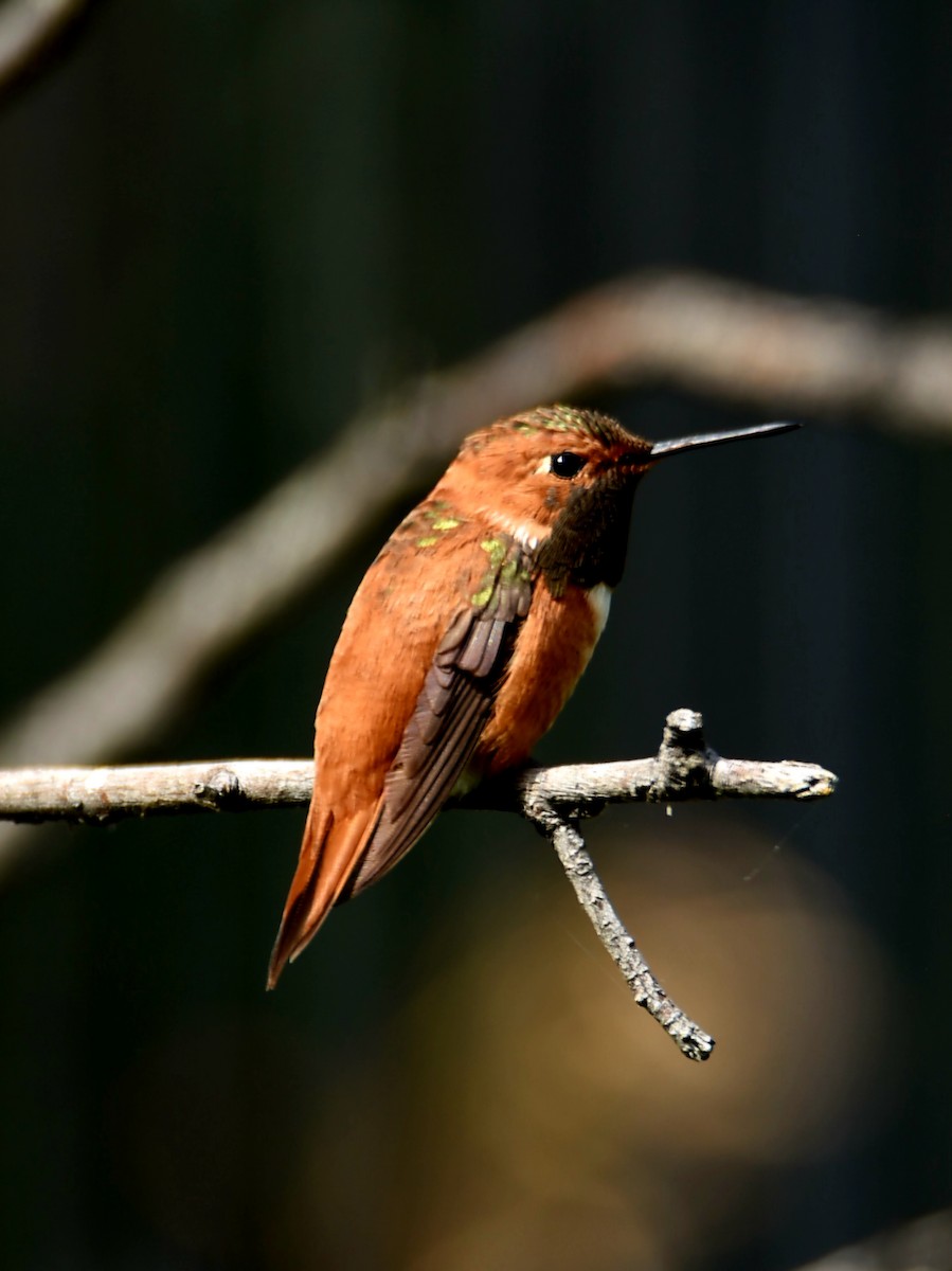Rufous Hummingbird - ML639566625