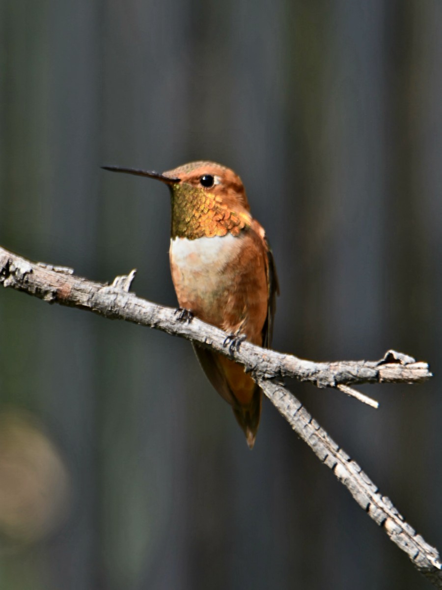 Rufous Hummingbird - ML639566626