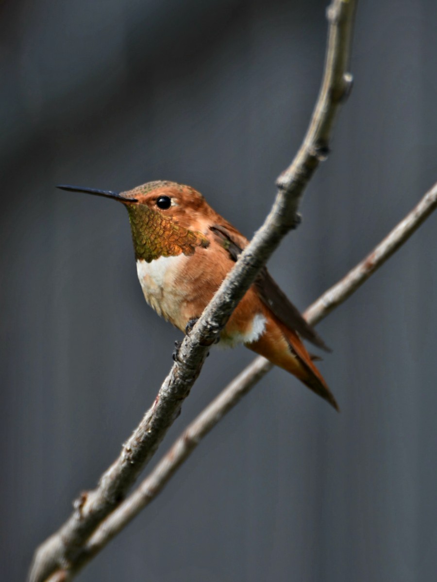 Rufous Hummingbird - ML639566627