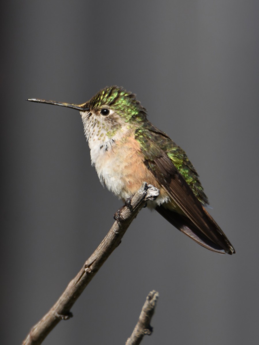 Broad-tailed Hummingbird - ML639566631