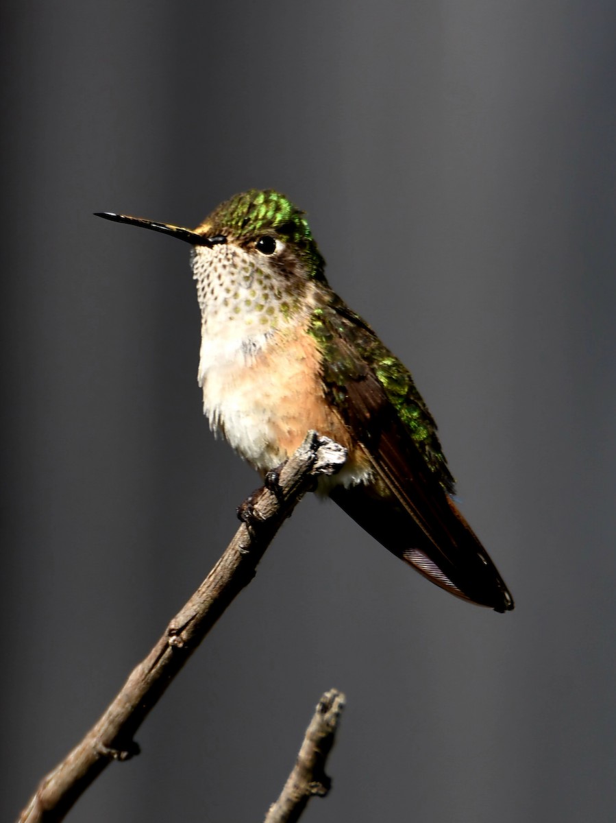 Broad-tailed Hummingbird - ML639566632