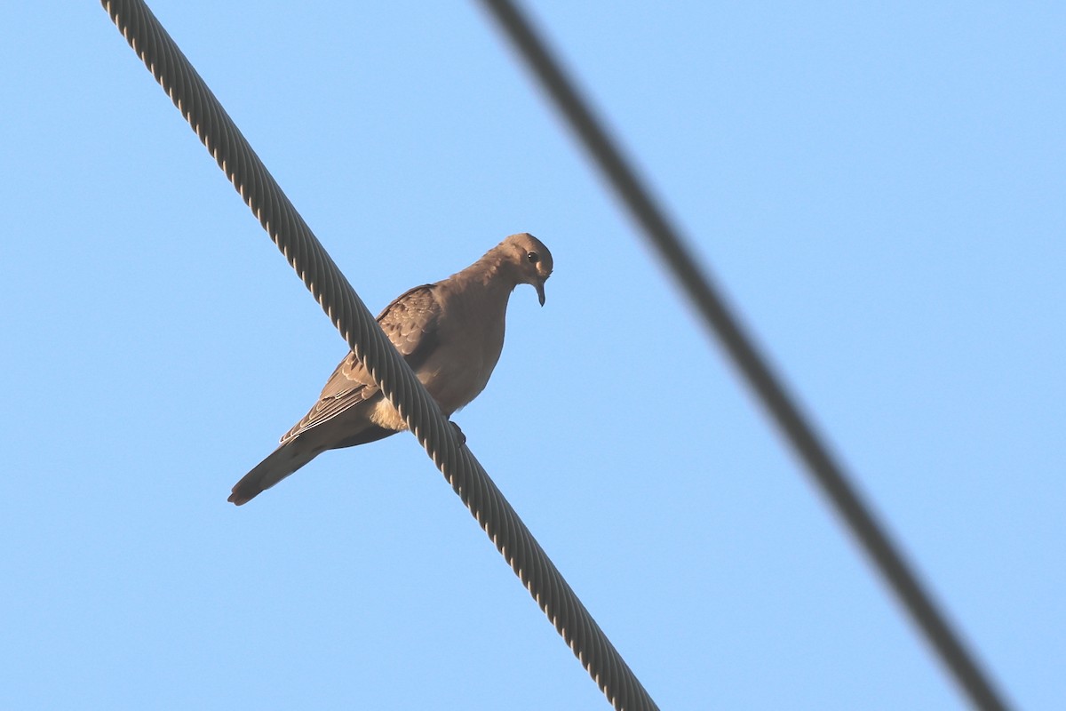 Mourning Dove - ML639566656