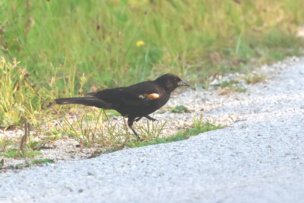 Red-winged Blackbird - ML639566660
