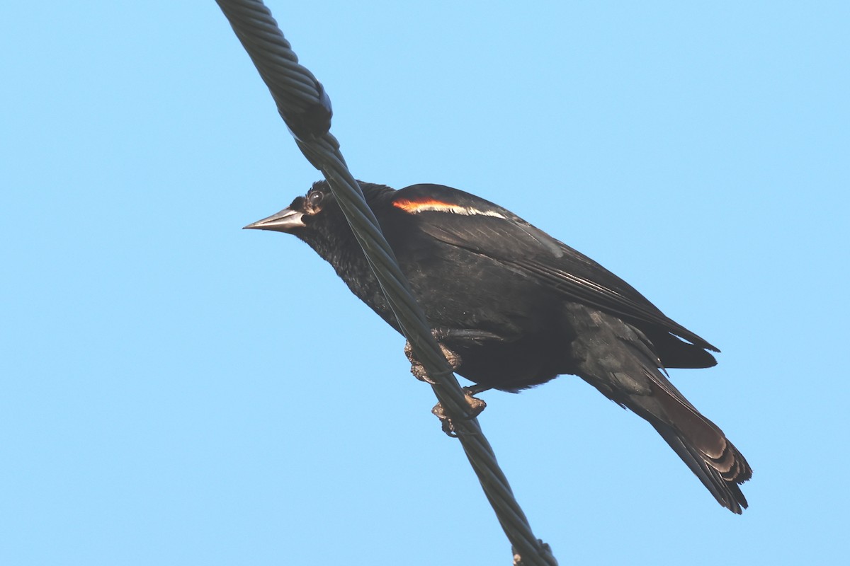 Red-winged Blackbird - ML639566663