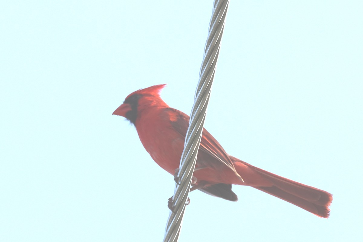 Northern Cardinal - ML639566666