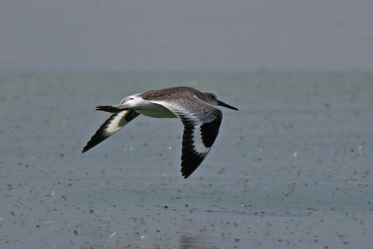 Willet - ML639566672