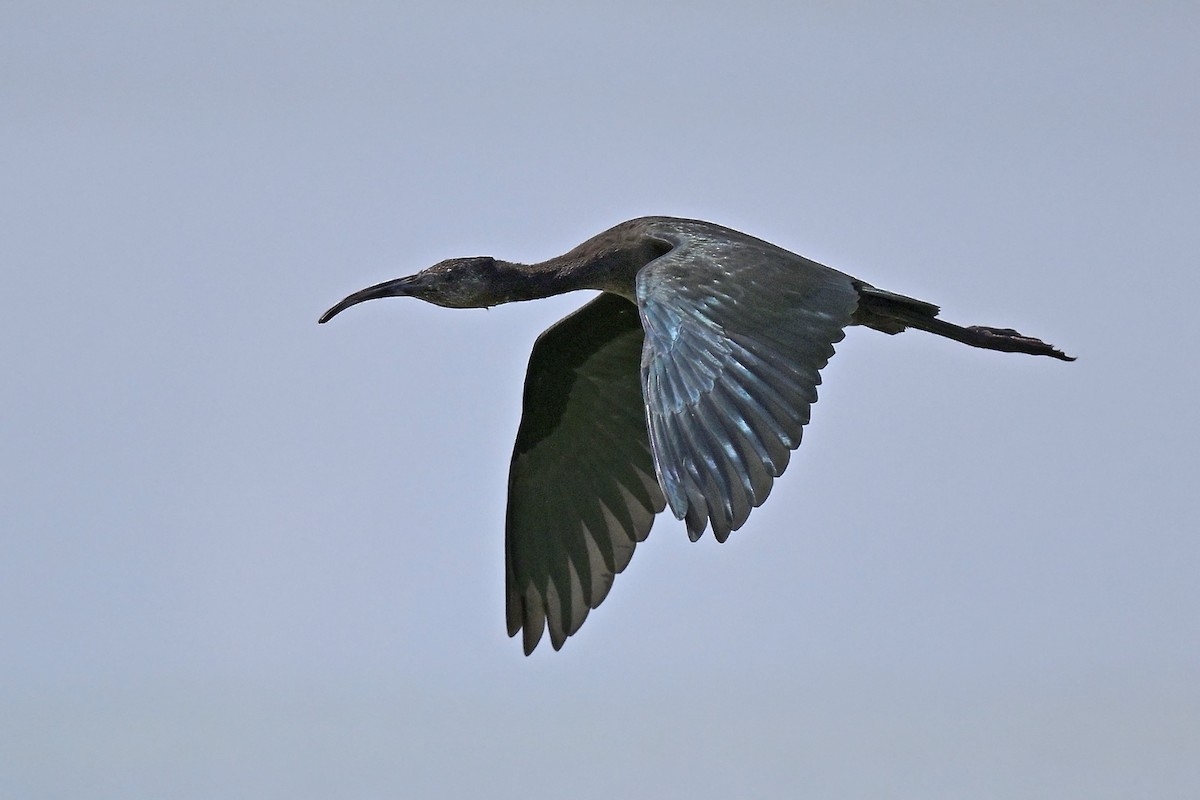 White-faced Ibis - ML639566676