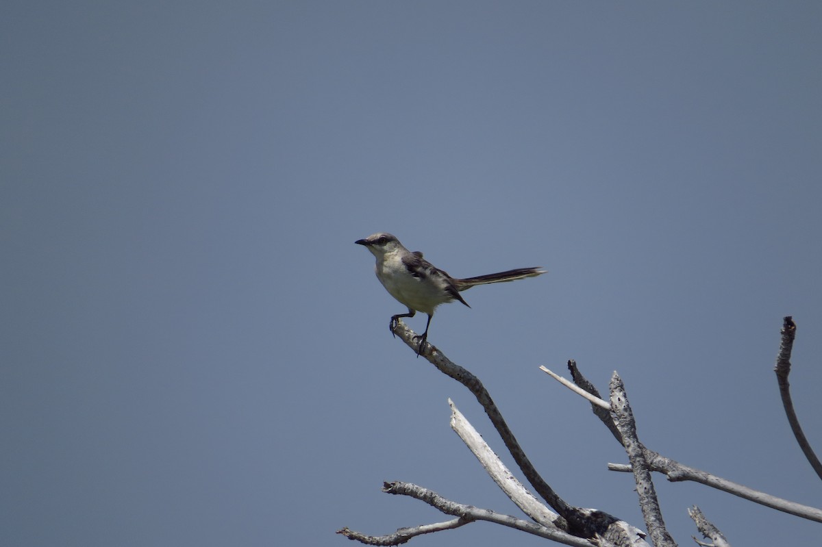 Tropical Mockingbird - ML639566677