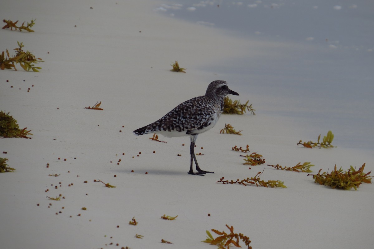 kulík bledý - ML639566679