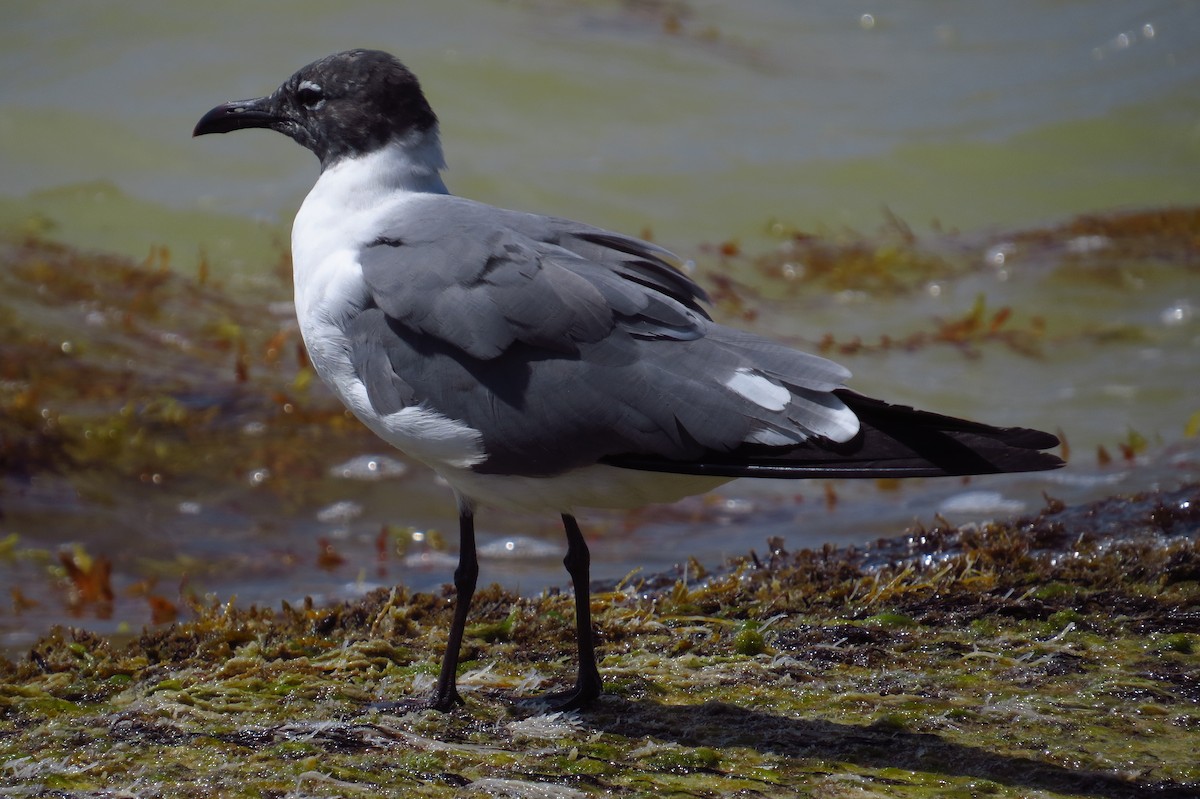 racek karibský - ML639566687