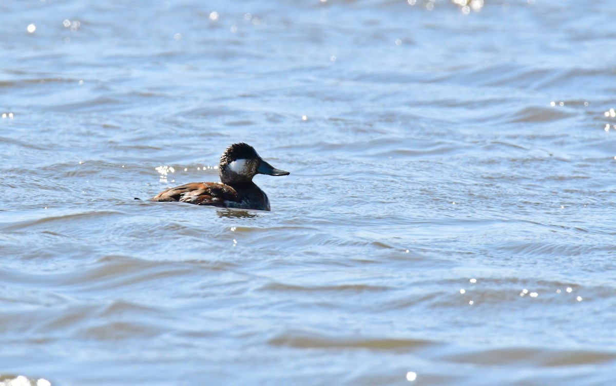 Ruddy Duck - ML639566688
