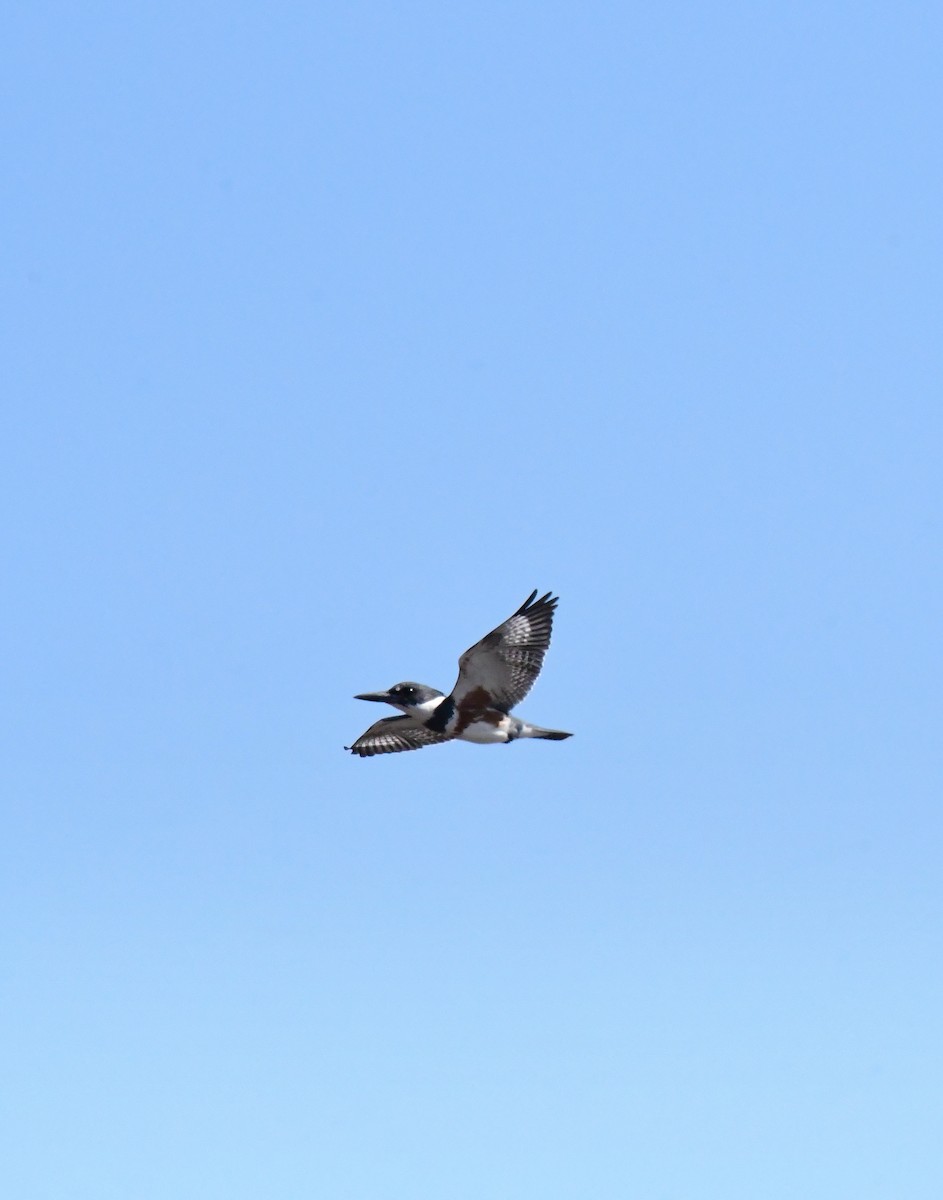 Belted Kingfisher - ML639566700
