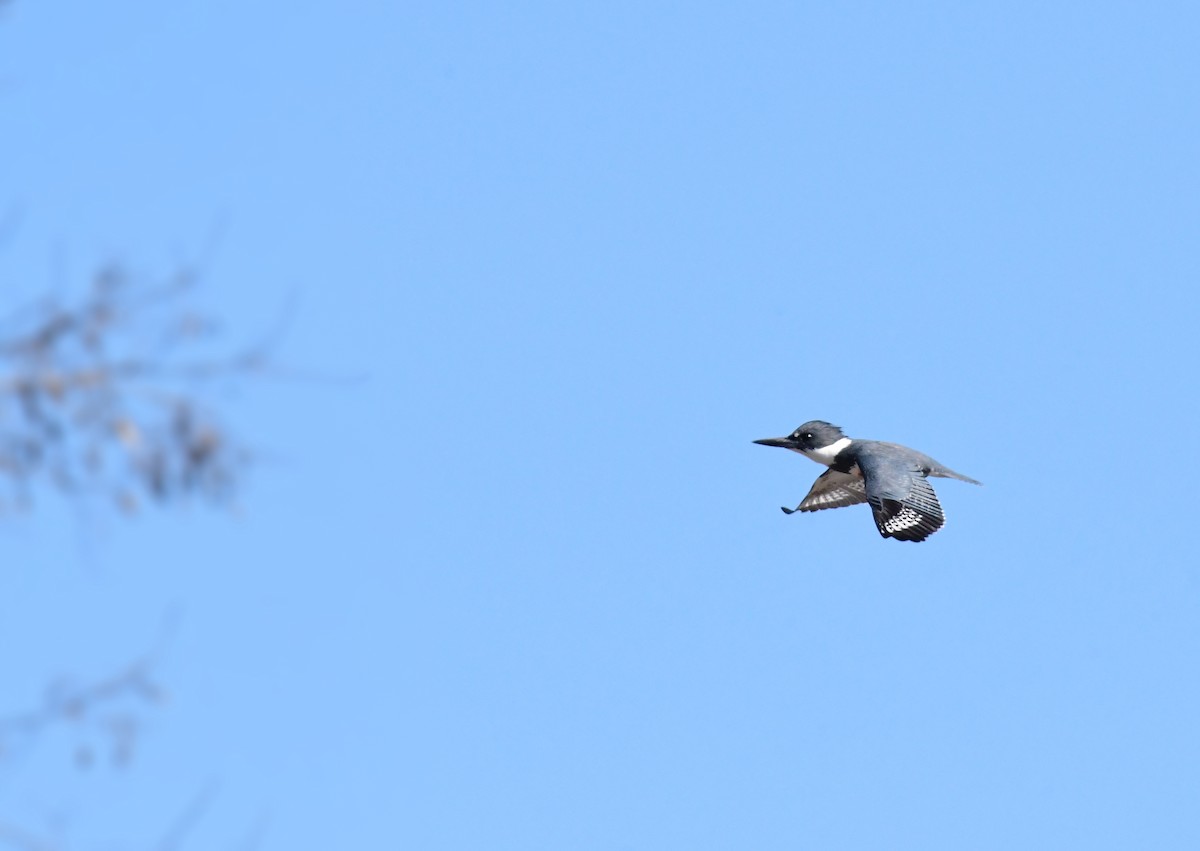 Belted Kingfisher - ML639566701