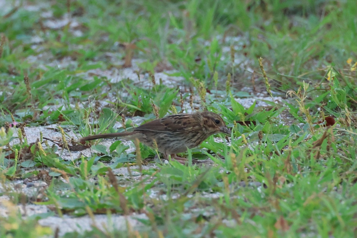 Song Sparrow - ML639566749