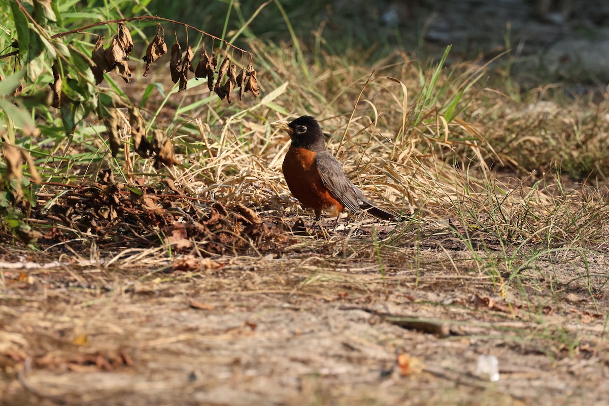 American Robin - ML639566786