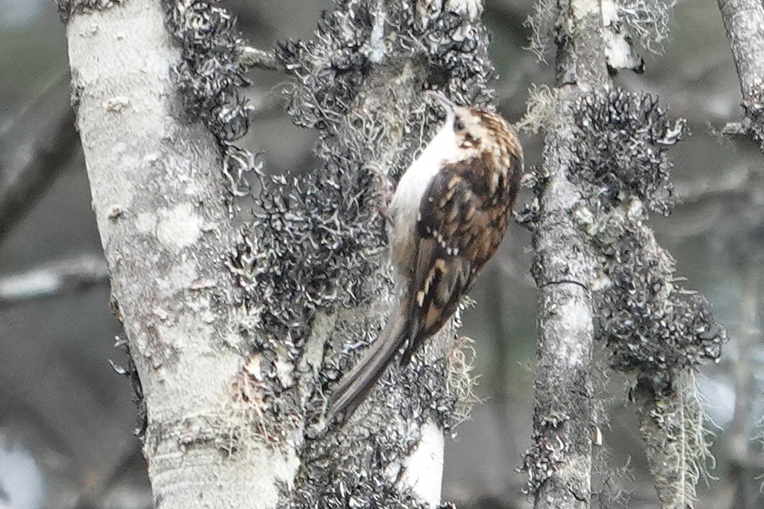 Hodgson's Treecreeper - ML639566802