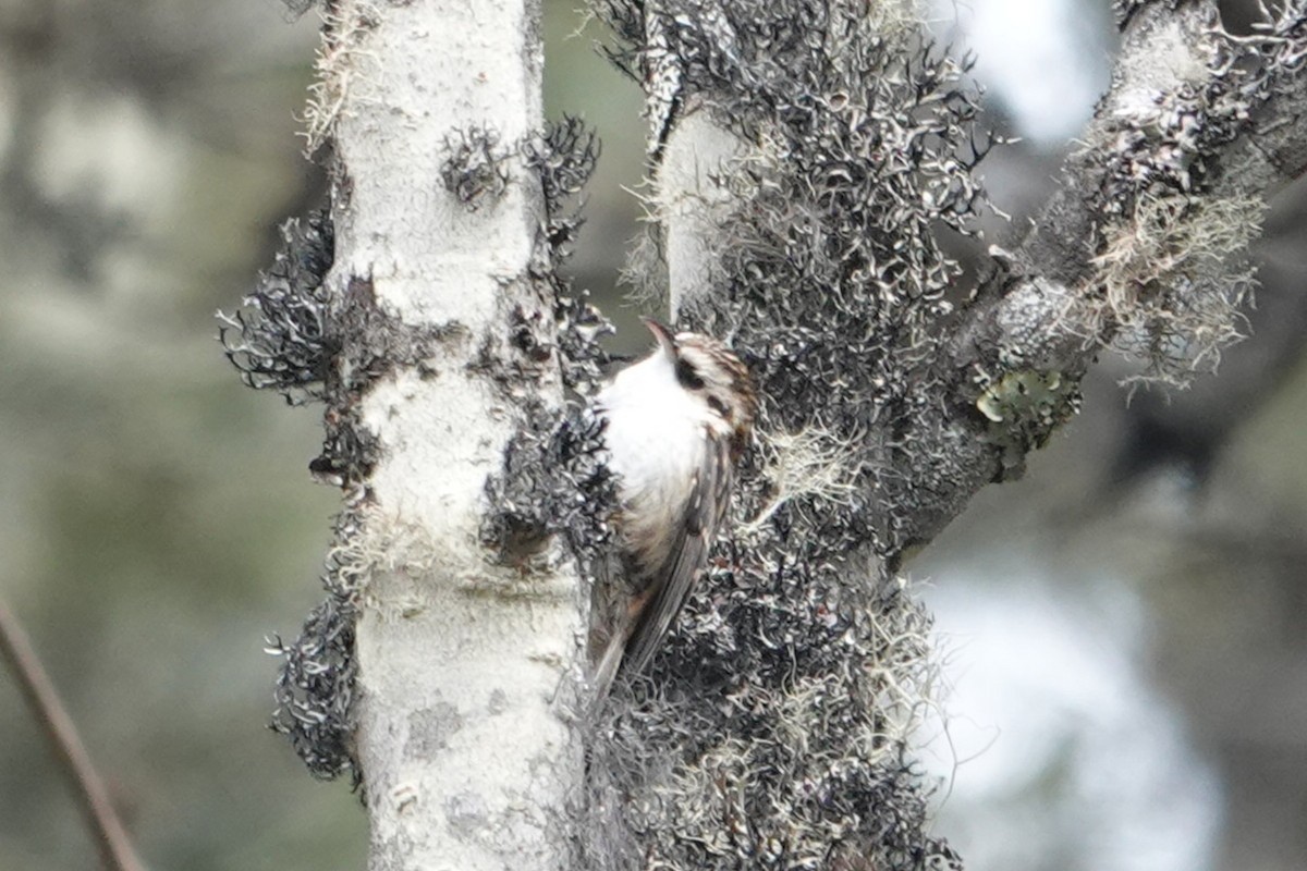 Hodgson's Treecreeper - ML639566805